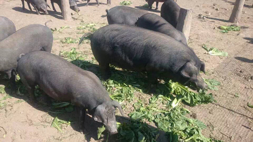 里岔黑猪肉被誉为国宝市民餐桌上的美味